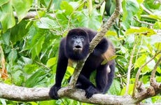 Excursión al Canal de Panamá e Isla Monos