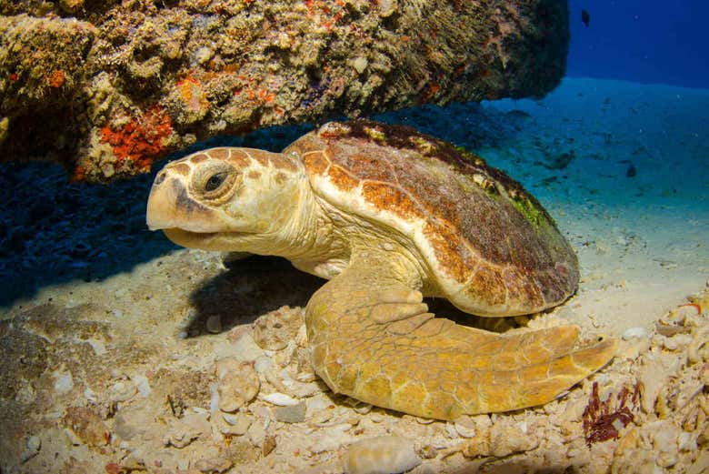 Sea turtle in the Atlantic