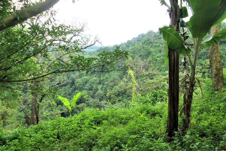 Paisajes de la selva del Darién