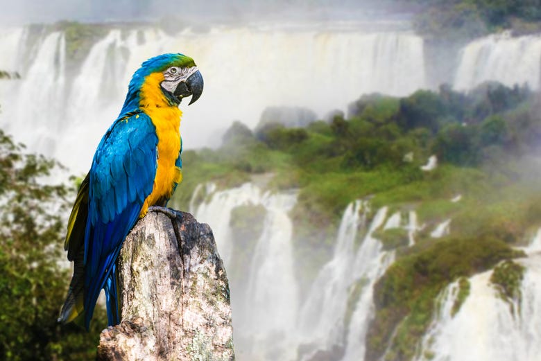 Wildlife at Iguazú Falls