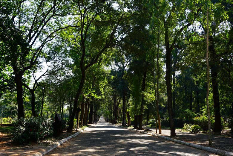 Sendero en el Jardín Botánico de Asunción