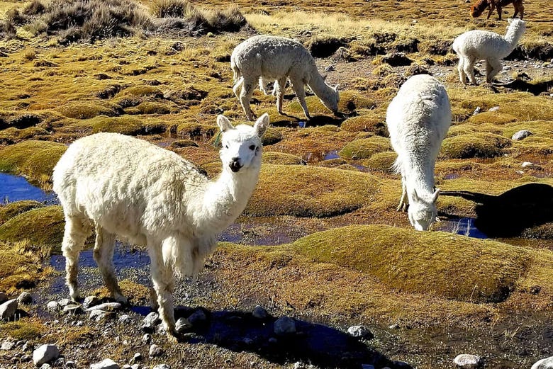 Excursi N A La Laguna De Salinas Desde Arequipa Civitatis Com