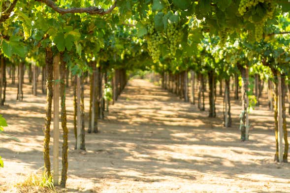 Tour del pisco y el vino por el Valle de Majes