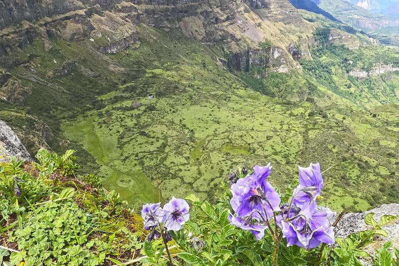 Descubriremos plantas propias de la zona