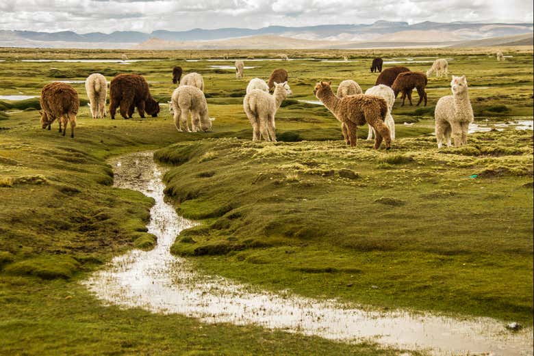 Llamas and alpacas in Salinas y Aguada Blanca