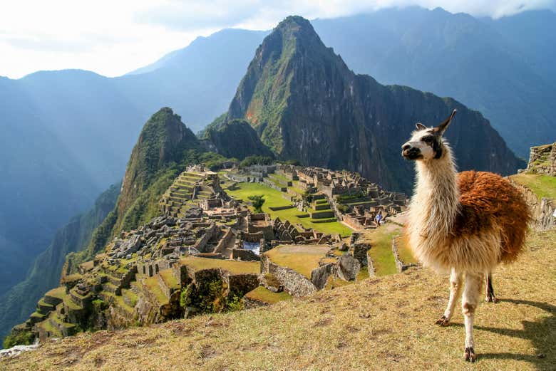 Uma das lhamas que vivem em Machu Picchu