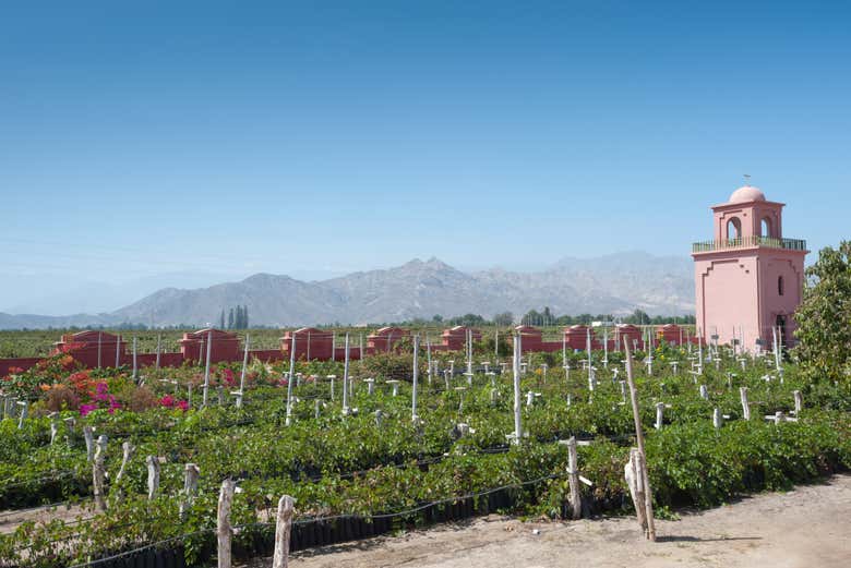 Paisajes de los viñedos de Tacama