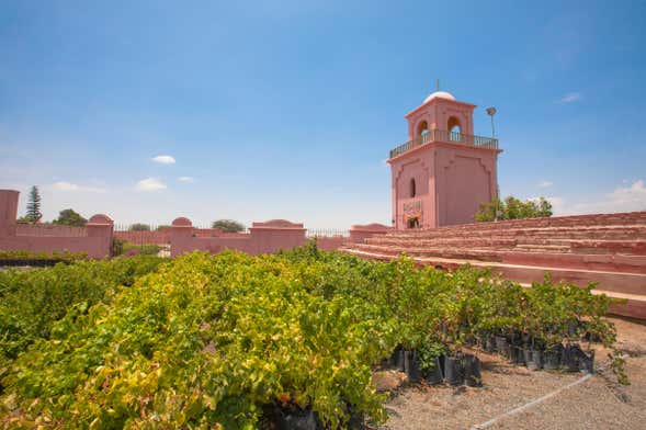 Visita a los viñedos de la bodega Tacama