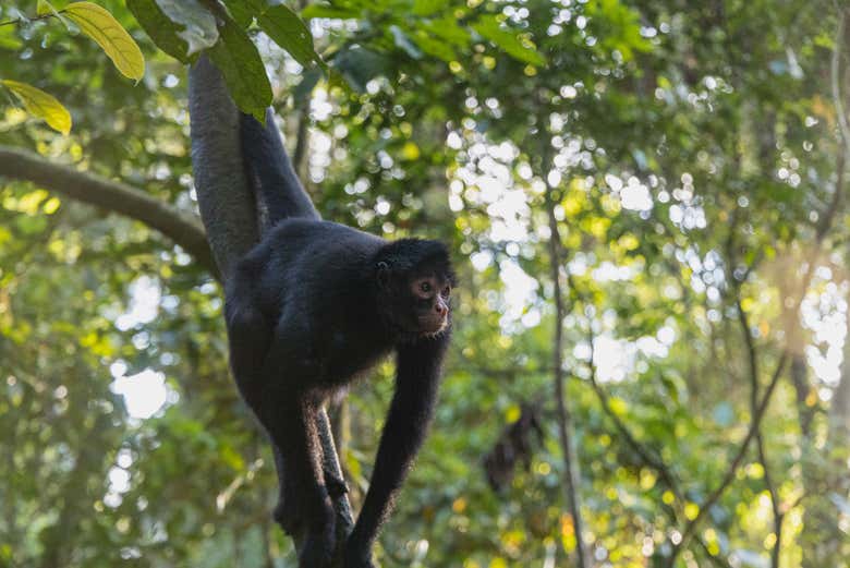 A spider monkey up a tree