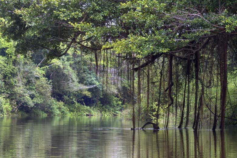 Pacaya Samiria National Park