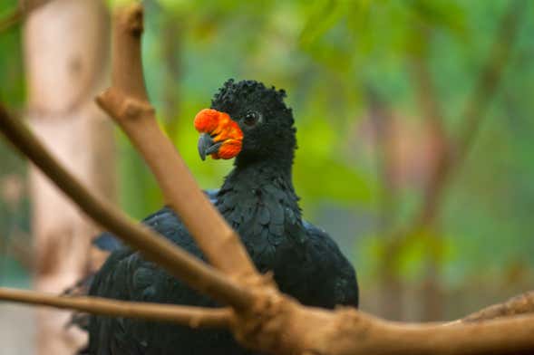 Tour de 4 dias pelo rio Yanayacu com avistamento de aves