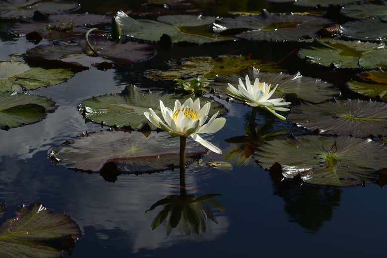 Flowers at the lagoon