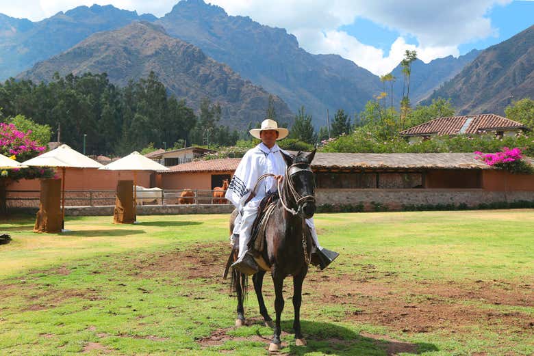 Peruvian Paso horse