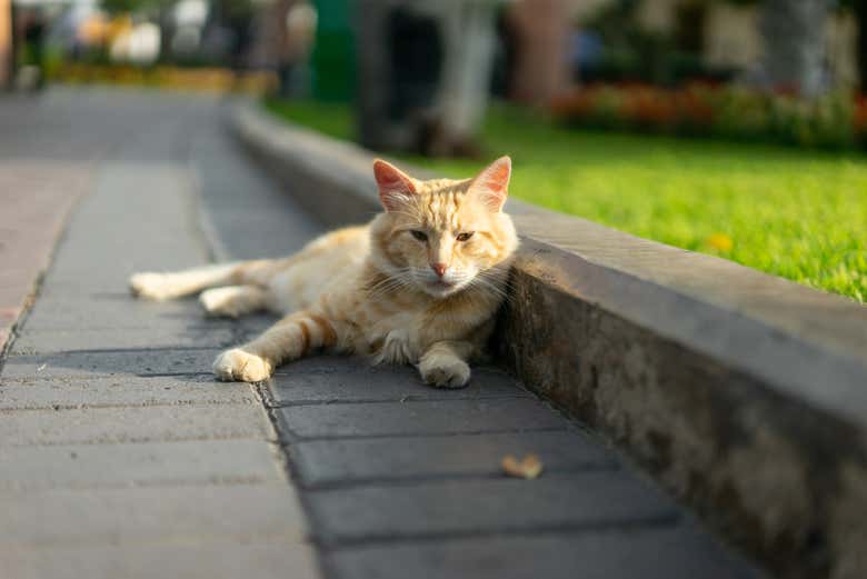 Get to know the friendly cats of Kennedy Park