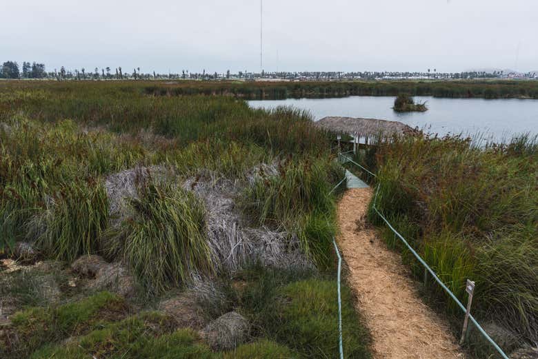 Los Pantanos de Villa, Lima's only protected natural area