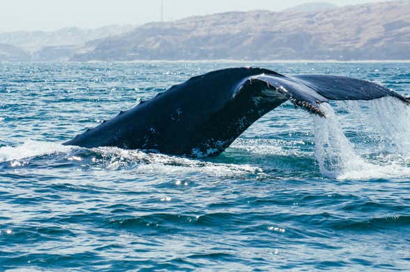 Whale Watching in Mancora