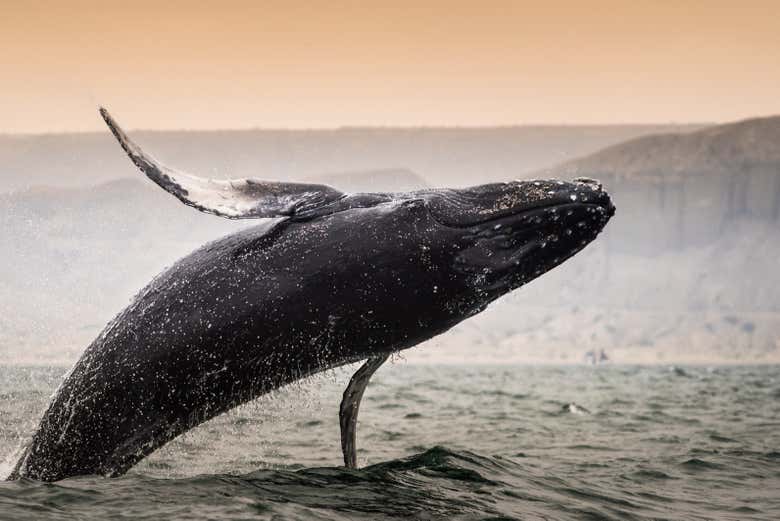 Humpback whale off the coast of Mancora