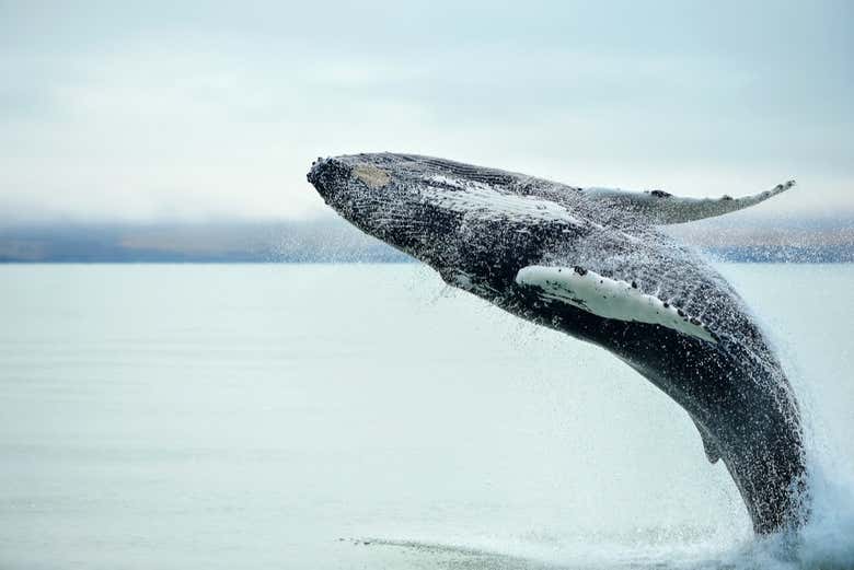 Ballena jorobada  