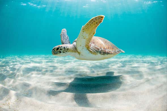 Nado con tortugas en Los Órganos y Vichayito