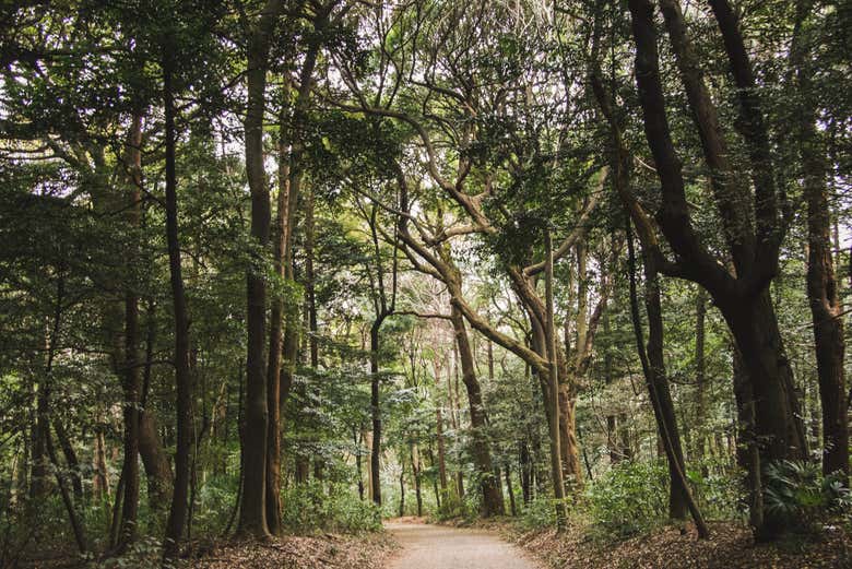 Explore the Yanachaga Chemillén National Park