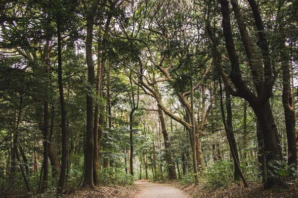 Hiking in Yanachaga Chemillén National Park