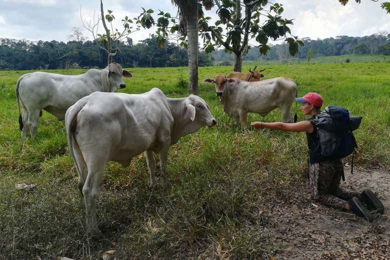 Meeting the cheese workshop cows