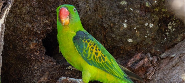 What to visit in Monte Carlo? The Walking Parrot