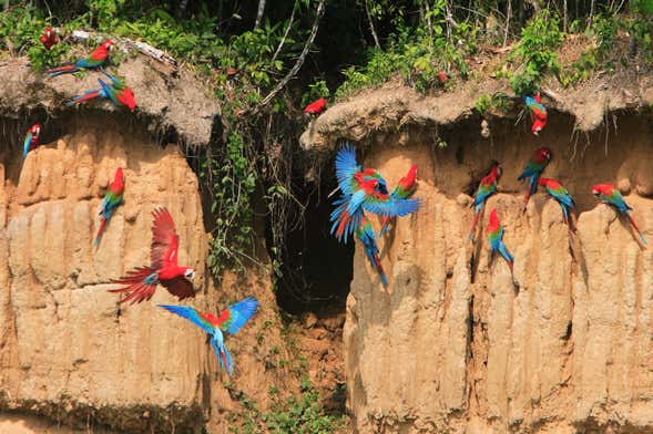 Excursión a la collpa Chuncho de guacamayos