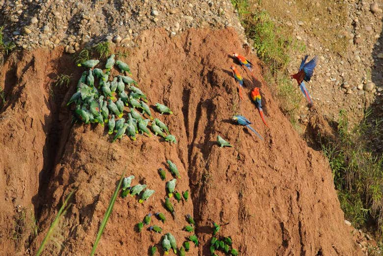 Different species of birds eating on the Chuncho collpa