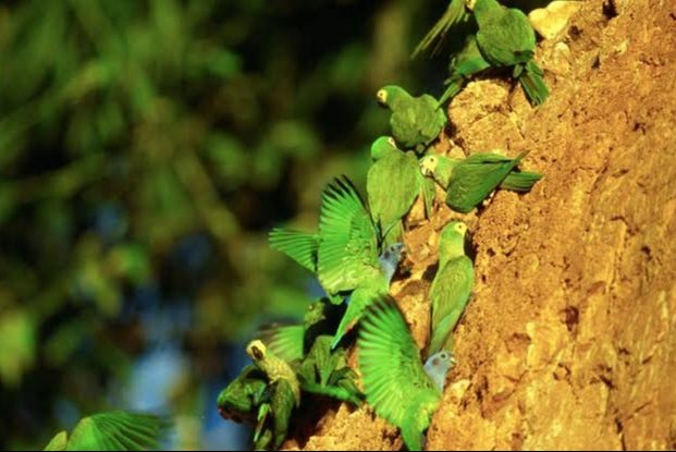 Get a close-up look at some cute parrots