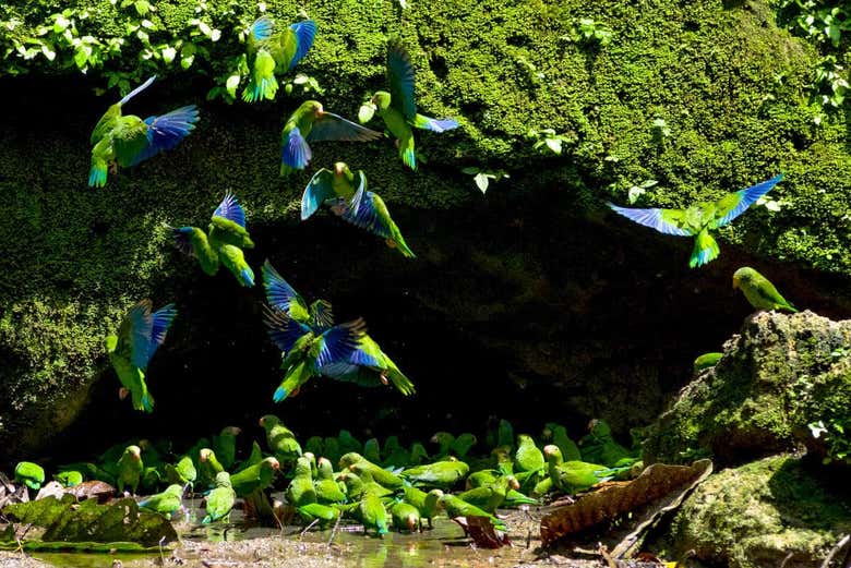 Guacamayos en la selva peruana