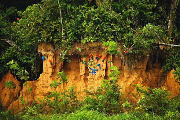 Tour de 7 días por Tambopata con avistamiento de aves