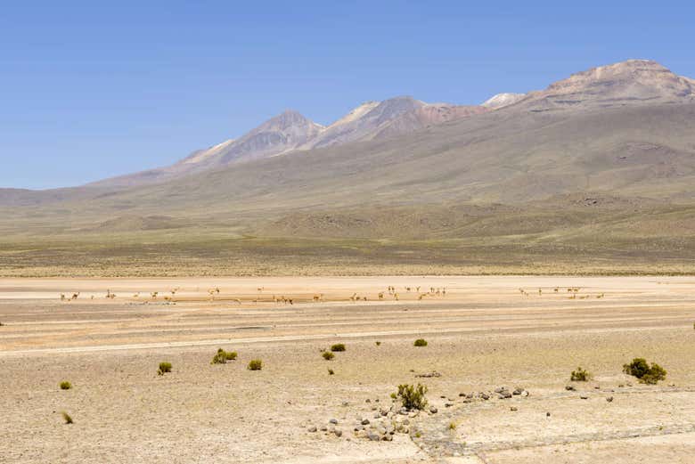 Reserva Nacional de Salinas y Aguada Blanca