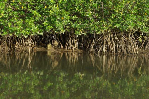 Mangroves of Tumbes Tour