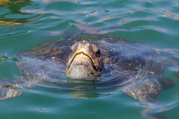 Swim with Turtles in Mancora