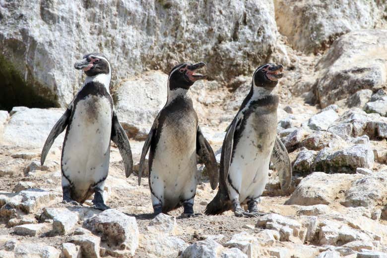 Humboldt penguins