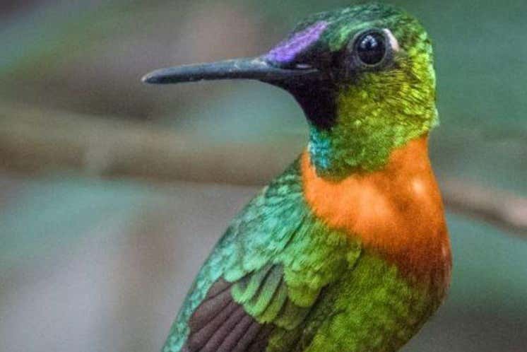 Observaremos varias especies de colibríes en su hábitat natural