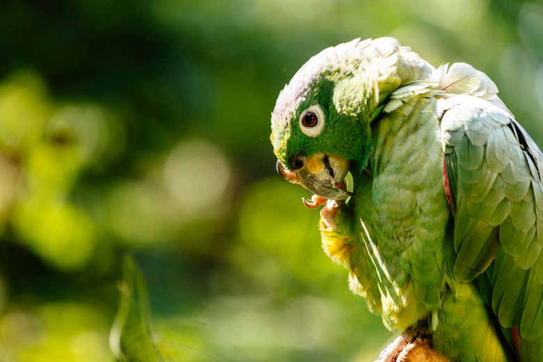 A parrot in Alto Shilcayo