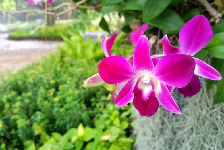 Orchidarium in Moyobamba