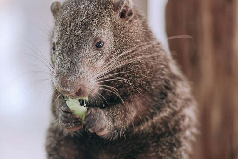 Observe local wildlife at the Urku Center