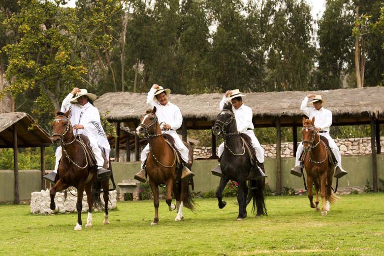 Caballos peruanos de paso