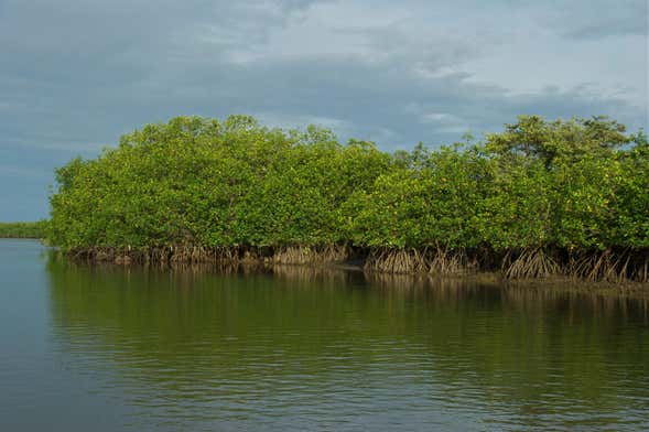 Excursión privada al Santuario Nacional de Manglares y Puerto Pizarro