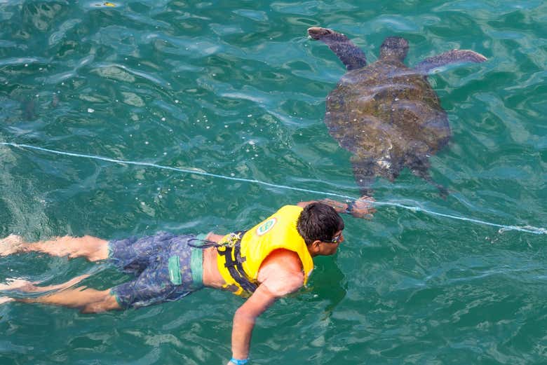 Nado con tortugas