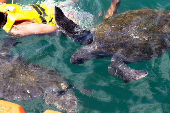 Nado privado con tortugas en El Ñuro + Playa de Máncora