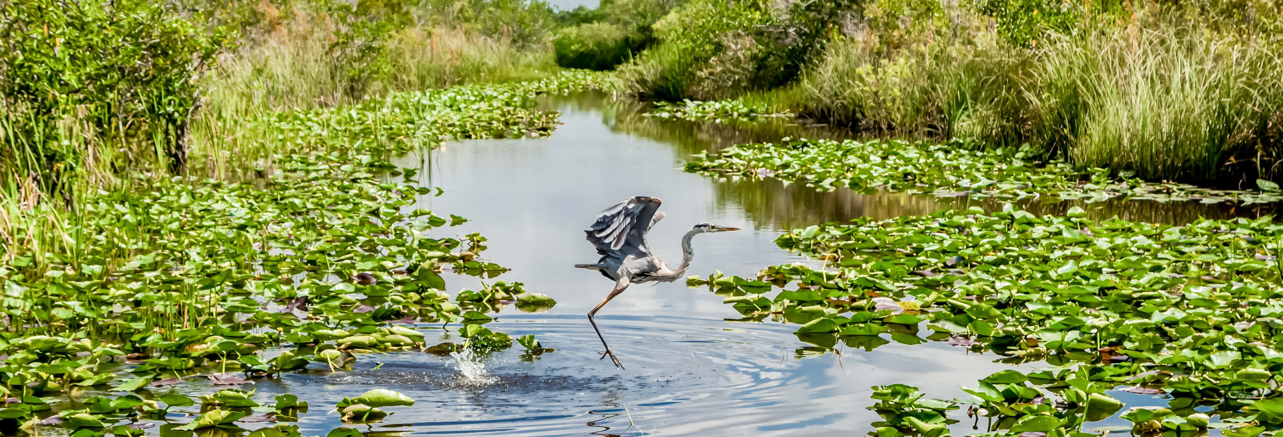 Parque Nacional dos Everglades