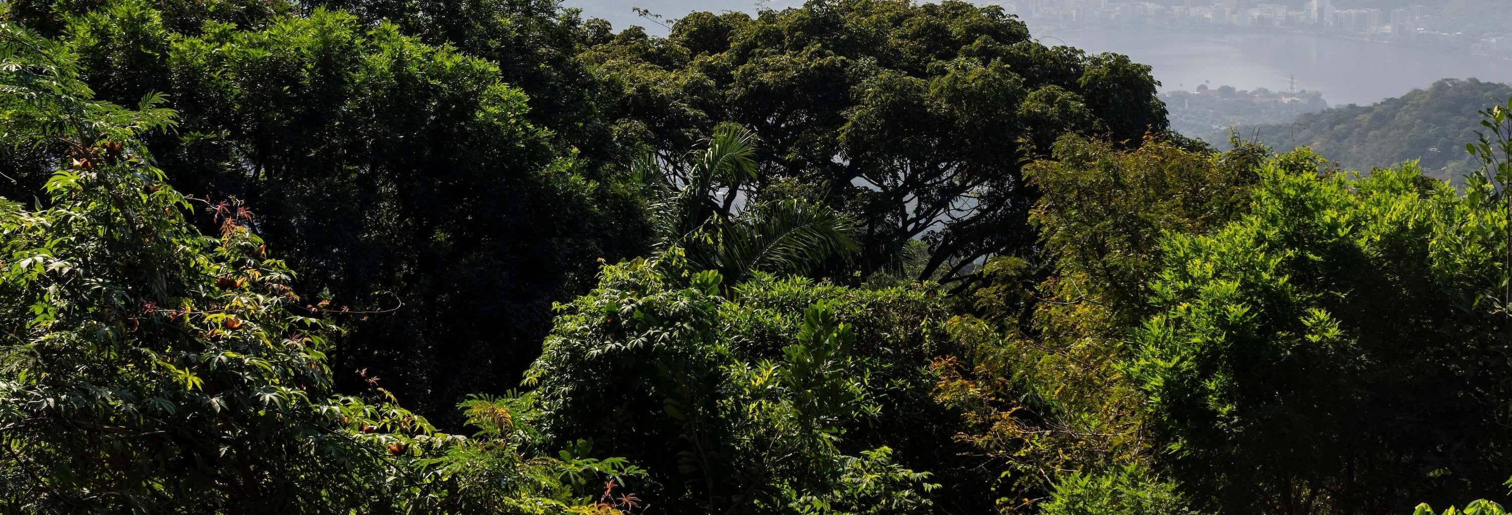 Tijuca National Park