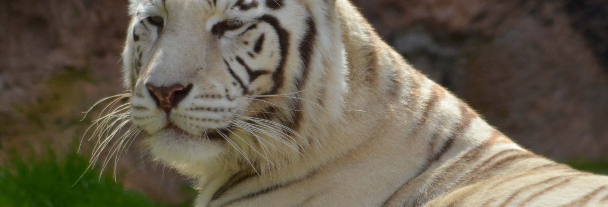 Loro Parque