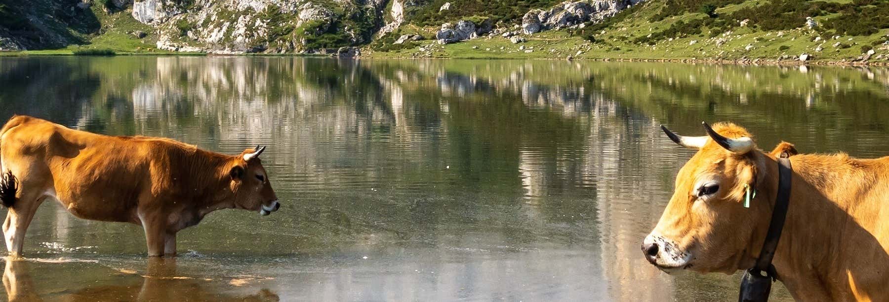 Lagos de Covadonga