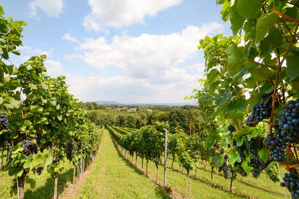 Visite des vignobles de Wieliczka