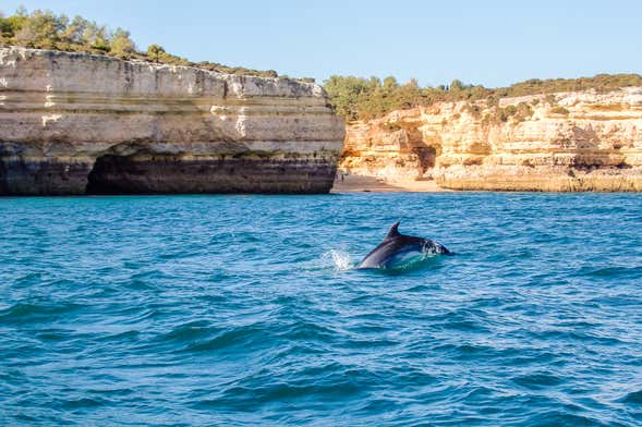 Avistamiento de delfines en Albufeira